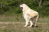 GOLDEN RETRIEVER 1114
